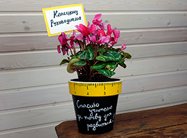 Подарок учителю – цветок в горшке